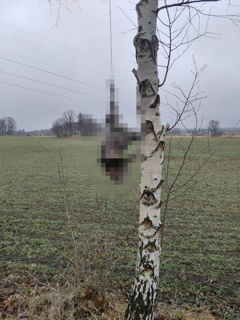 Kto powiesił kurę?