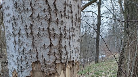 Bobry nad Kamienną w Cieplicach