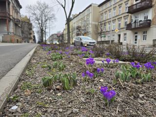 Kwiatki zdobią ulice Jeleniej Góry