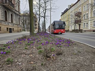 Kwiatki zdobią ulice Jeleniej Góry