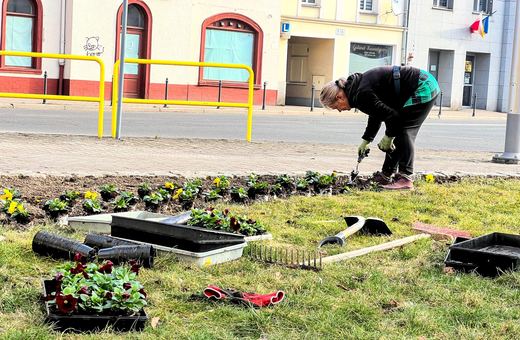 Kwiatki zdobią ulice Jeleniej Góry