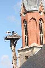 Najnowsze gniazdo w powiecie karkonoskim: bociany wybrały pień pozostawiony na miłkowskim cmentarzu po ścięciu uschniętego drzewa. Odchowały one aż cztery pisklęta. Fot. Arek Szypi