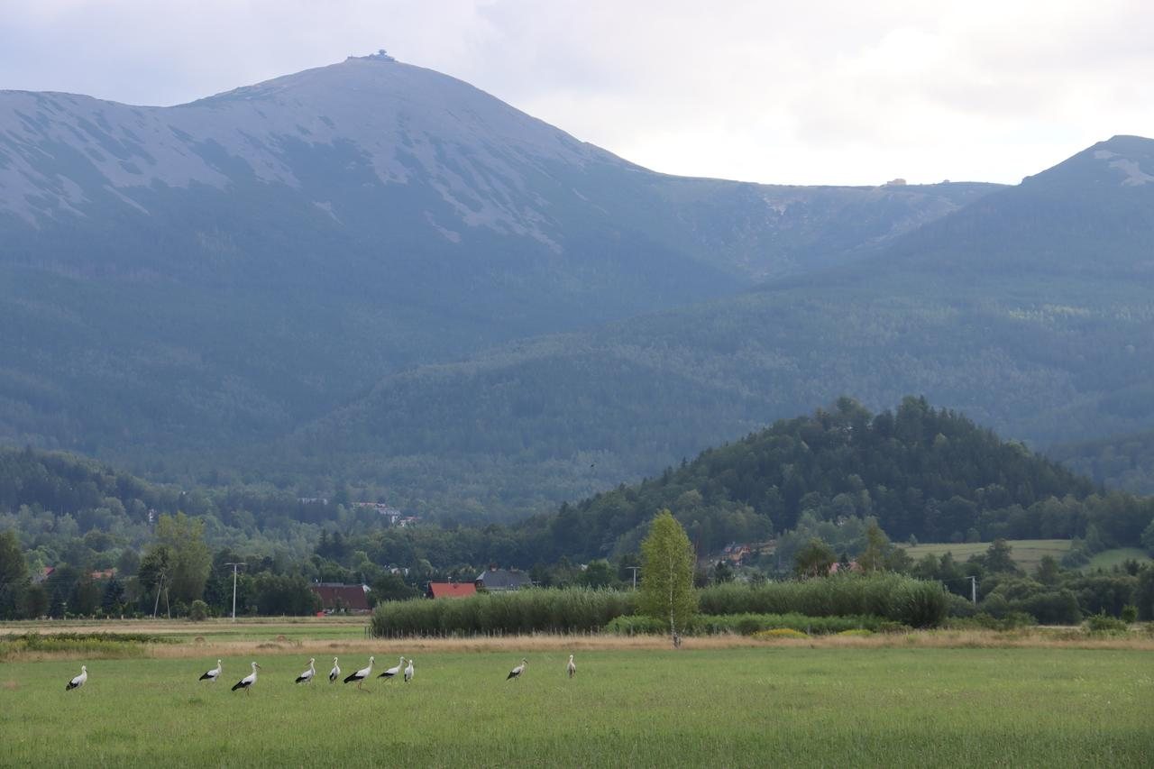 Bociany u stóp Karkonoszy. Fot. Dorota Szypicyn