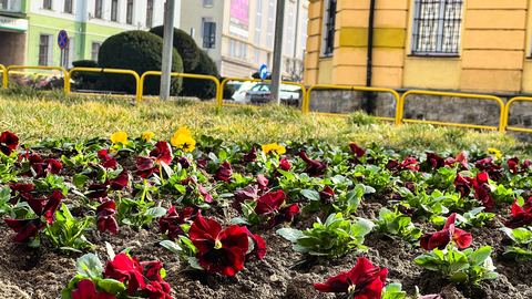 Jelenia Góra kwitnie na wiosnę