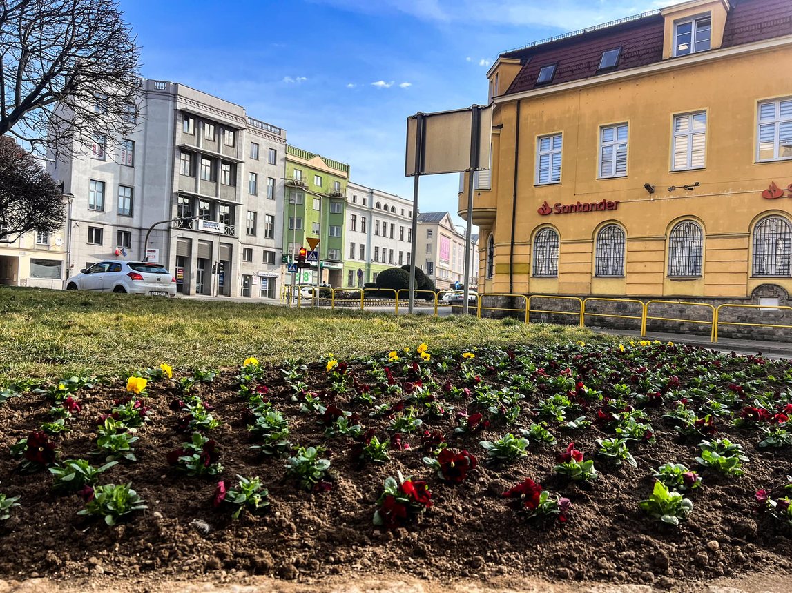 Jelenia Góra kwitnie na wiosnę