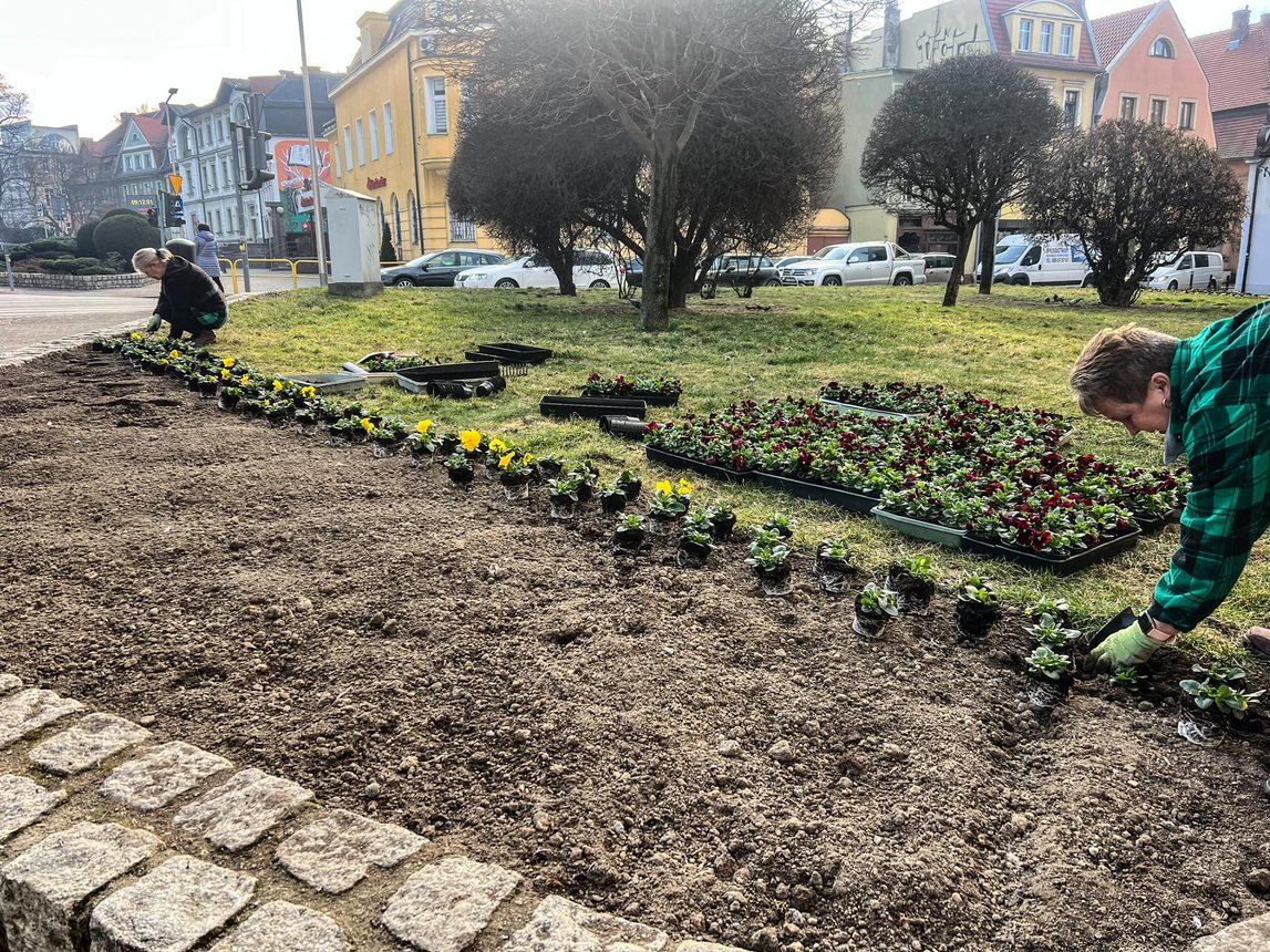 Jelenia Góra kwitnie na wiosnę