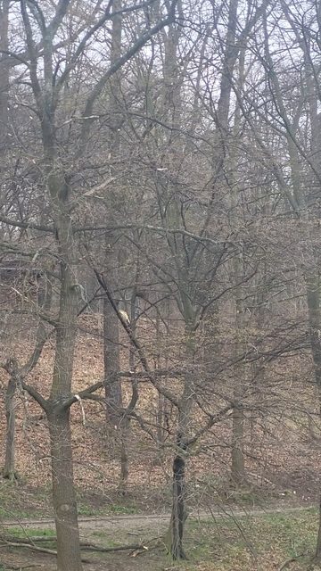 Wzgórze Kościuszki w Jeleniej Górze – drzewa w opłakanym stanie