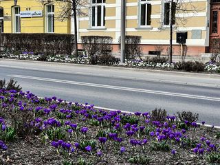 Wiosenne kwiaty w parkach i ulicach