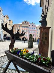 Wiosenne kwiaty w parkach i ulicach