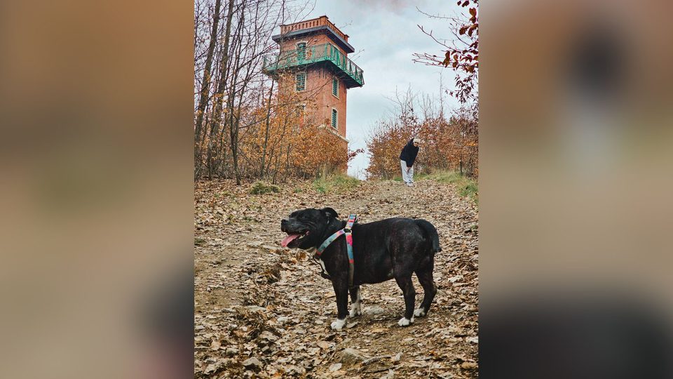 Wieża na Sołtysiej Górze wypięknieje