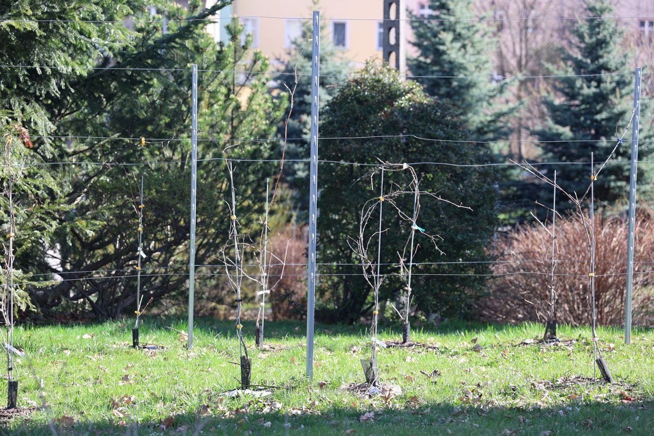 Kowary czekają na winogrona