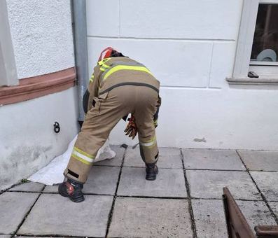 Żmija w pałacowej restauracji