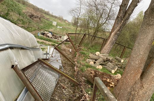 Drzewo spadło na szklarnię w Siedlęcinie