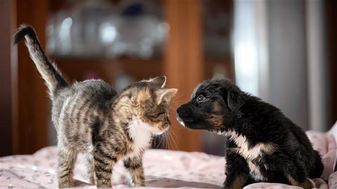 Maxi Zoo uruchamia program dla kociaków i szczeniaków Little Friends i nowe strefy w sklepach