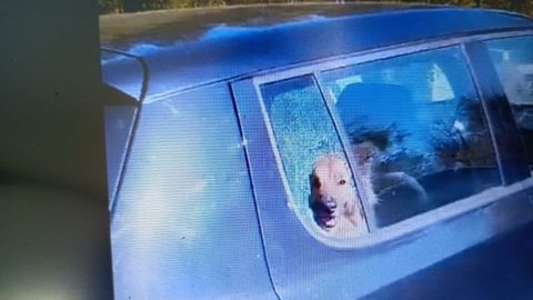 Policjanci uratowali psa z rozgrzanego auta