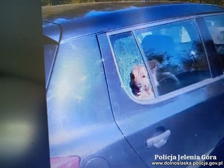 Policjanci uratowali psa z rozgrzanego auta