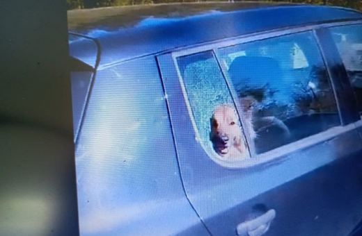 Policjanci uratowali psa z rozgrzanego auta