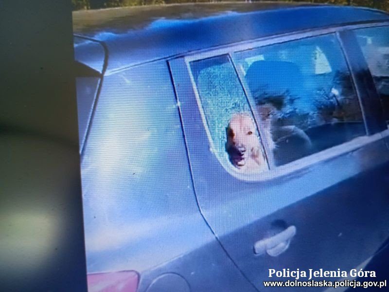 Policjanci uratowali psa z rozgrzanego auta
