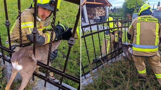 Zdjęcie z akcji pokazuje moment ratowania jelonka — pełne skupienie, ostrożność i troska o życie każdej istoty.