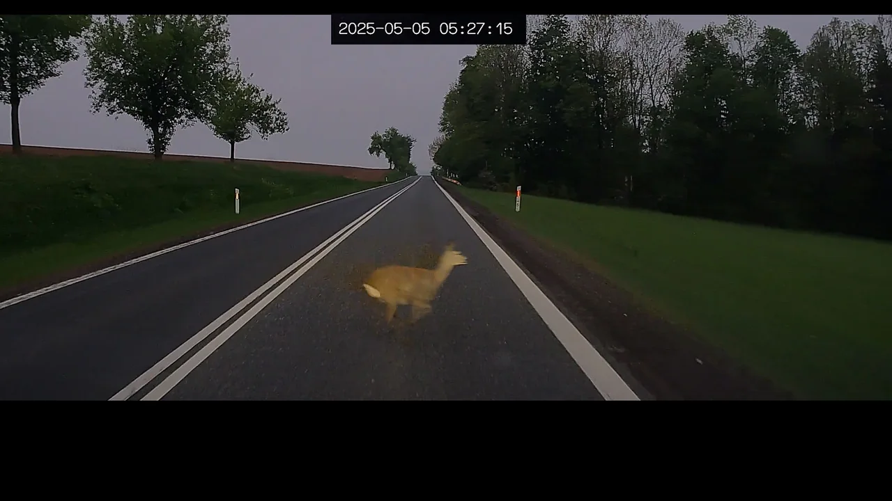 Poranny gość na drodze – uważajmy na dzikie zwierzęta!