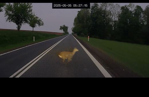 Poranny gość na drodze – uważajmy na dzikie zwierzęta!