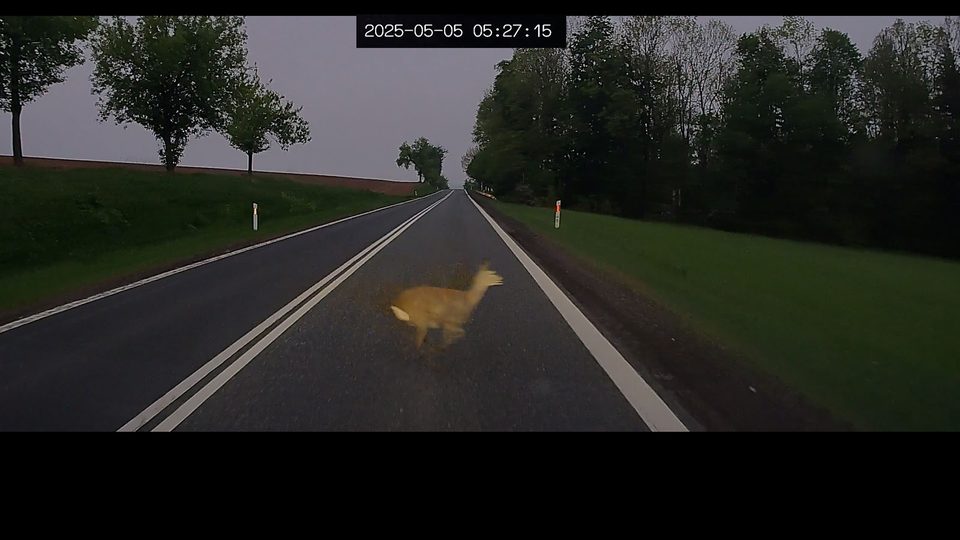 Poranny gość na drodze – uważajmy na dzikie zwierzęta!