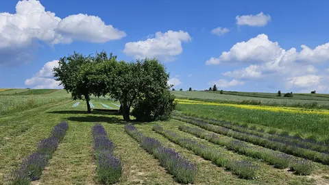 Lawendowe Roztocze