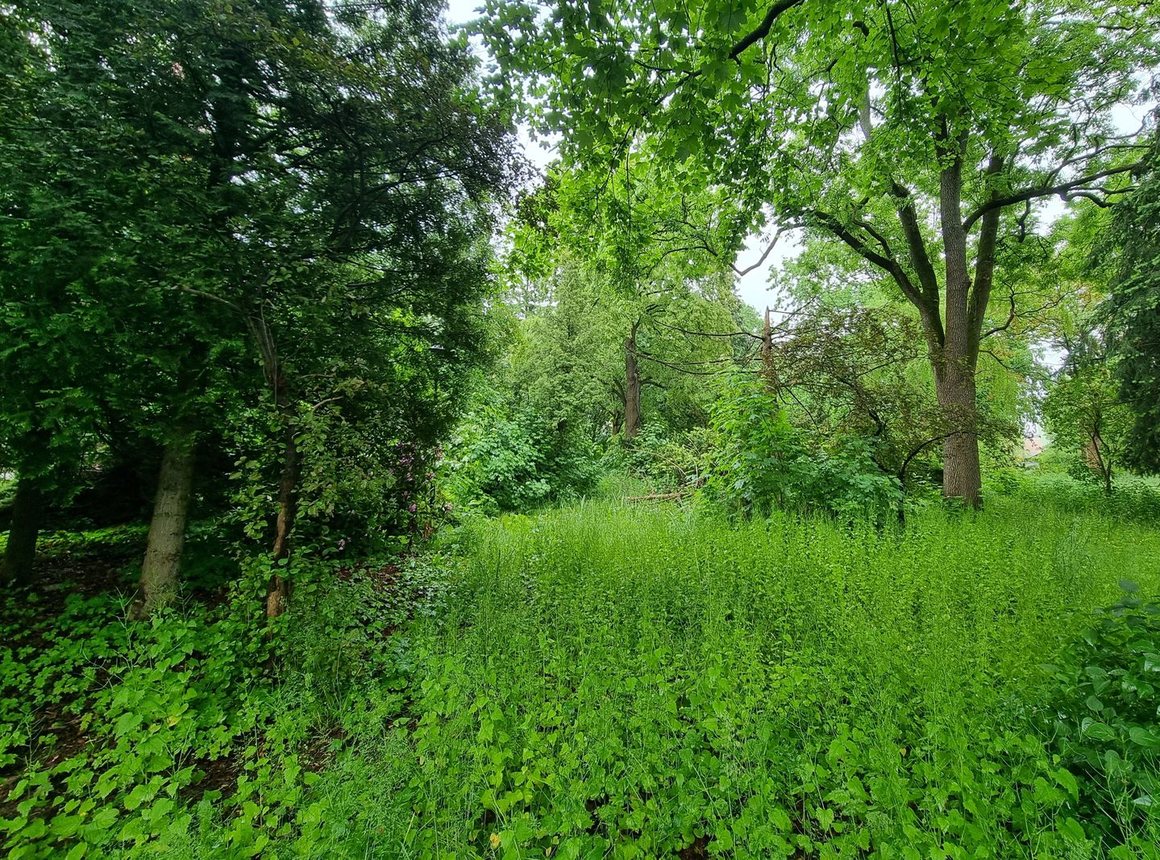 Park przy Zameczku doczeka się rewitalizacji