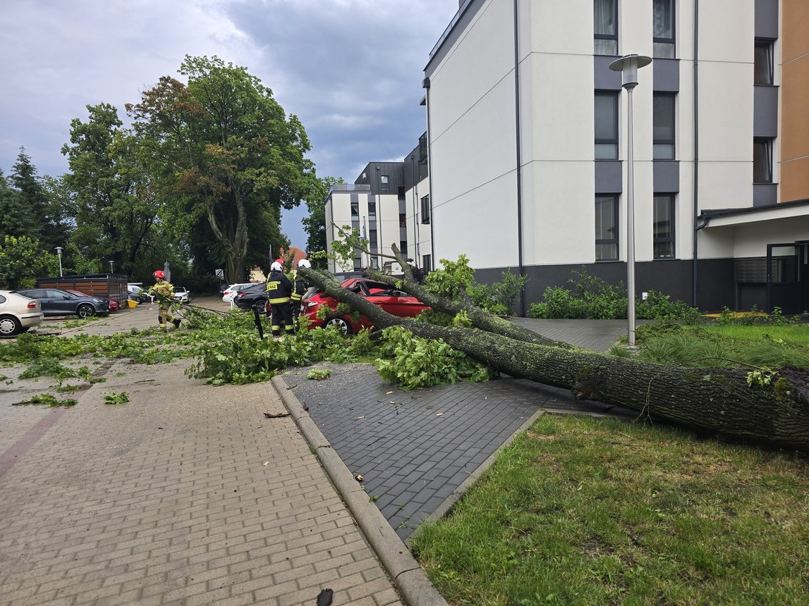 Ford przegrał z drzewem