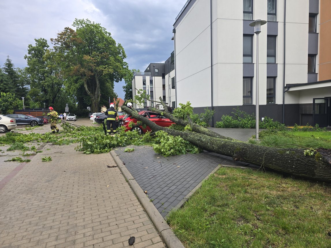 Ford przegrał z drzewem