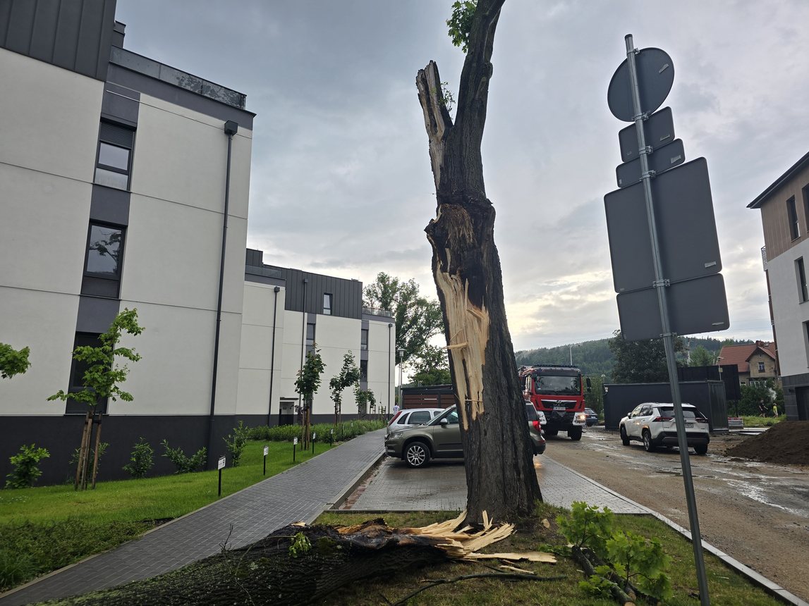 Ford przegrał z drzewem