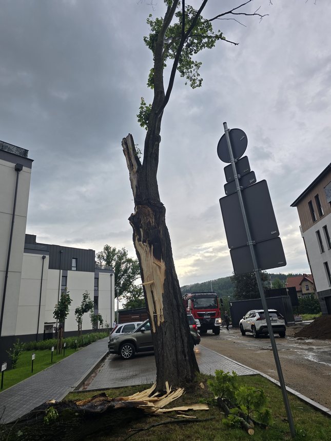Ford przegrał z drzewem