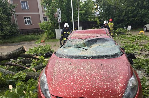 Ford przegrał z drzewem