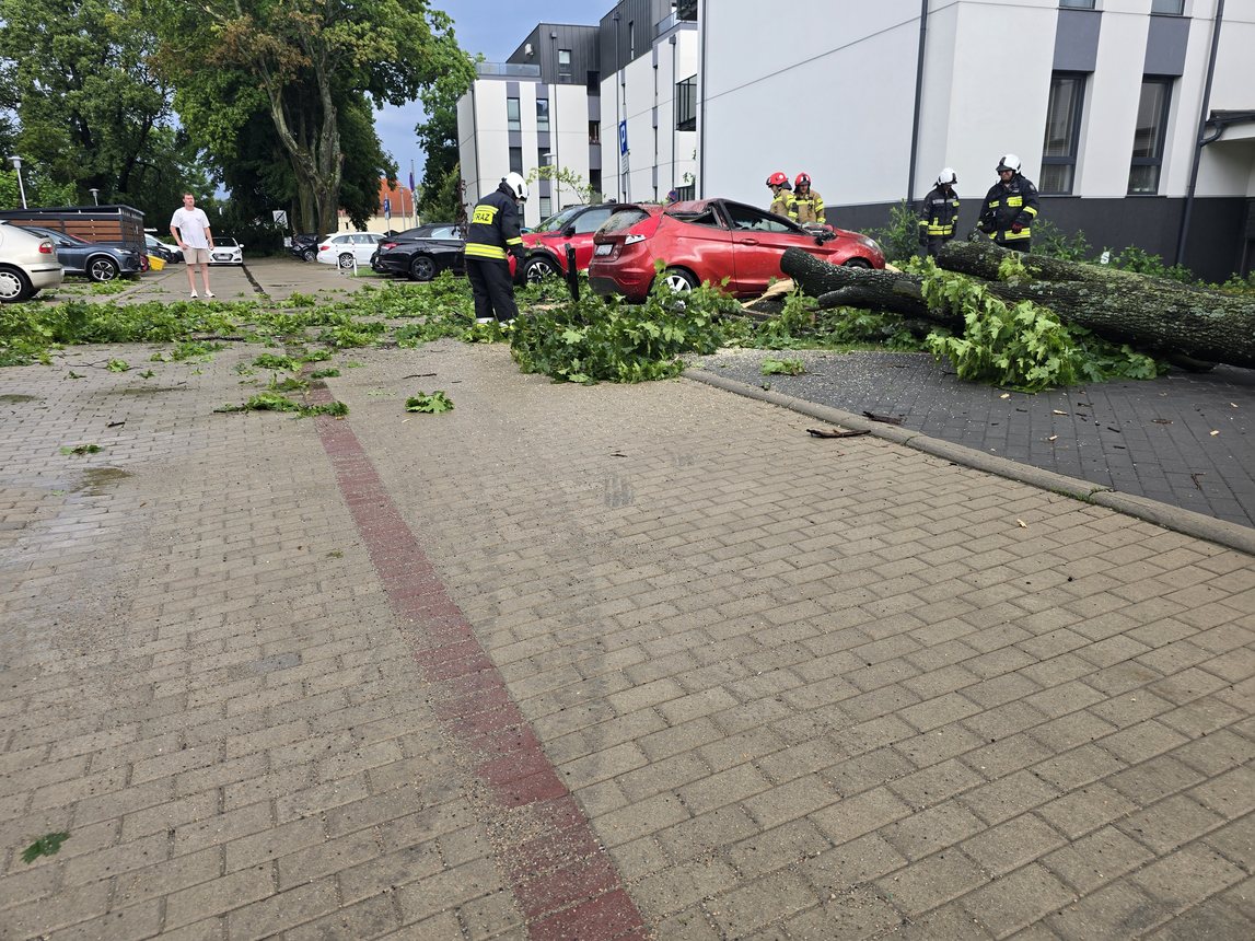 Ford przegrał z drzewem