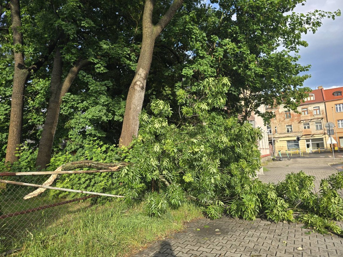 Drzewa zostały połamane w wielu miejscach. Na zdj. ul. Powstańców Wielkopolskich.