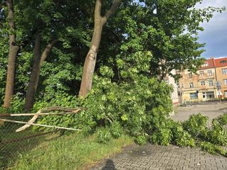 Drzewa zostały połamane w wielu miejscach. Na zdj. ul. Powstańców Wielkopolskich.