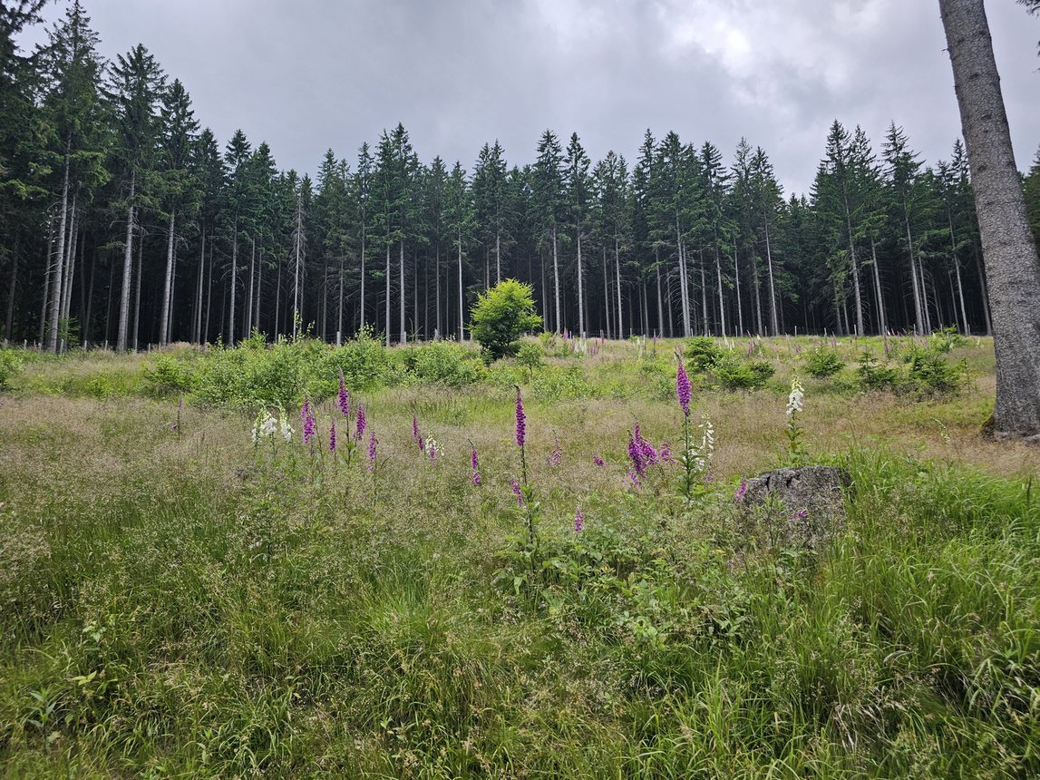 Wspólna modlitwa ponad granicami – pielgrzymka z Karpacza i Kowar do Małej Upy