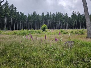 Wspólna modlitwa ponad granicami – pielgrzymka z Karpacza i Kowar do Małej Upy