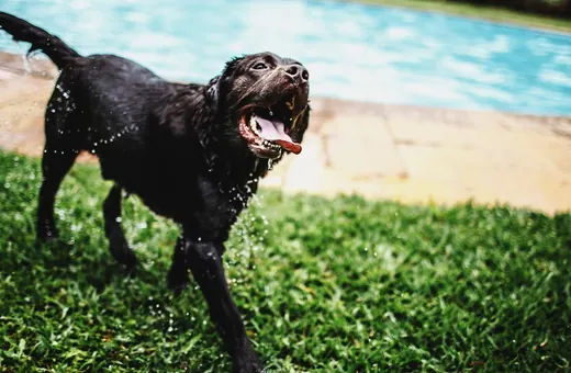 Pamiętaj o zwierzętach latem – wakacyjny niezbędnik pupila