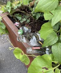Kiepy kontra zieleń na przystankach