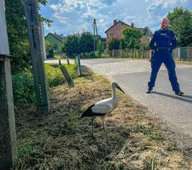 Bocian w potrzebie