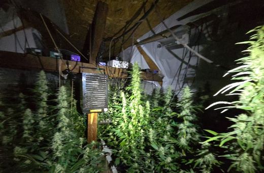 Zamiast ogródka – sąd i marihuana