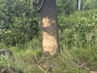 Zwierzę wybiegło, bus uderzył w drzewo