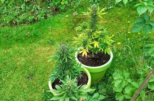 Uprawiał krzewy konopii w ogrodzie, a także posiadał narkotyki
