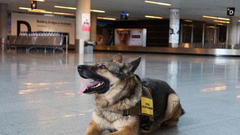 Pieski wywąchały narkotyki w sortowni paczek