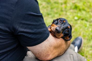 Wystawa psów w Cieplicach