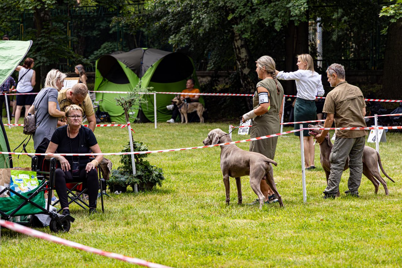 Wystawa psów w Cieplicach