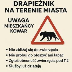 Kto widział pumę?