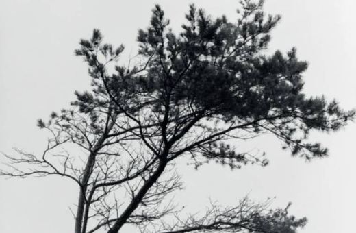 "Kontakty Czas Natury. Czas drzewa" – wernisaż wystawy