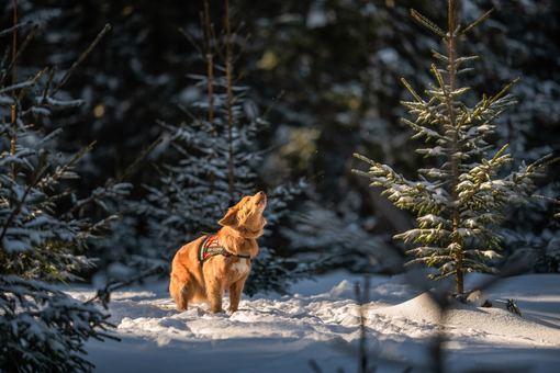 „Przyjaźń Łączy – Wspólnie dla Zwierząt” – klienci Maxi Zoo wspierają psich ratowników GOPR i zwierzęcych terapeutów ze Stowarzyszenia Zwierzęta Ludziom